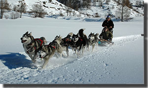 Chiens de traineaux